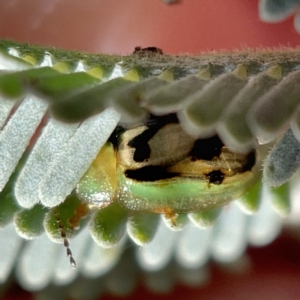 Peltoschema hamadryas at Casey, ACT - 14 May 2023