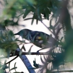 Phylidonyris pyrrhopterus (Crescent Honeyeater) at Cotter Reserve - 14 May 2023 by JimL