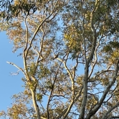 Callocephalon fimbriatum (Gang-gang Cockatoo) at Jerrabomberra, NSW - 14 May 2023 by Mavis