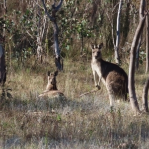 Macropus giganteus at Kambah, ACT - 14 May 2023 11:16 AM