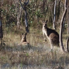 Macropus giganteus (Eastern Grey Kangaroo) at Kambah, ACT - 14 May 2023 by MatthewFrawley