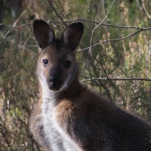 Notamacropus rufogriseus at Fisher, ACT - 14 May 2023