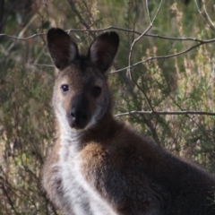 Notamacropus rufogriseus (Red-necked Wallaby) at Fisher, ACT - 14 May 2023 by MatthewFrawley