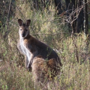 Notamacropus rufogriseus at Fisher, ACT - 14 May 2023