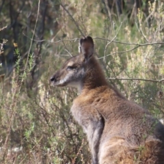 Notamacropus rufogriseus at Fisher, ACT - 14 May 2023