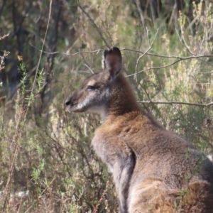 Notamacropus rufogriseus at Fisher, ACT - 14 May 2023