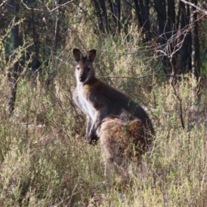 Notamacropus rufogriseus at Fisher, ACT - 14 May 2023