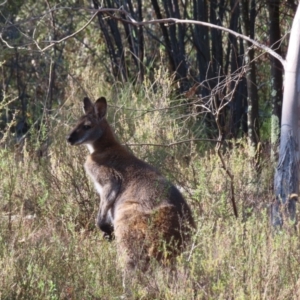 Notamacropus rufogriseus at Fisher, ACT - 14 May 2023