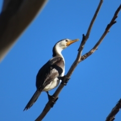 Microcarbo melanoleucos (Little Pied Cormorant) at Mount Taylor - 14 May 2023 by MatthewFrawley