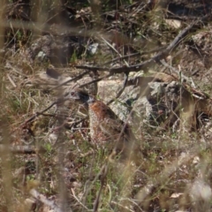 Turnix varius (Painted Buttonquail) at Mount Taylor - 14 May 2023 by MatthewFrawley