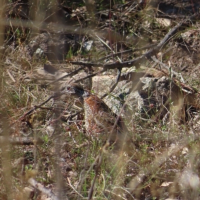 Turnix varius (Painted Buttonquail) at Mount Taylor - 14 May 2023 by MatthewFrawley