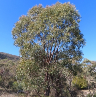 Eucalyptus dives (Broad-leaved Peppermint) at Mount Taylor - 14 May 2023 by MatthewFrawley