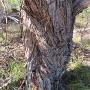 Eucalyptus dives at Kambah, ACT - 14 May 2023 12:07 PM