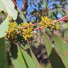 Eucalyptus dives at Kambah, ACT - 14 May 2023 12:07 PM