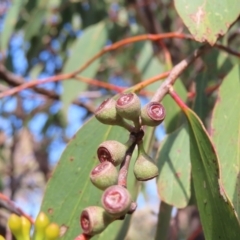 Eucalyptus dives at Kambah, ACT - 14 May 2023 12:07 PM