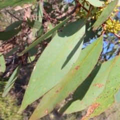 Eucalyptus dives at Kambah, ACT - 14 May 2023 12:07 PM