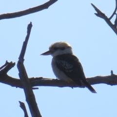 Dacelo novaeguineae (Laughing Kookaburra) at Mount Taylor - 14 May 2023 by MatthewFrawley