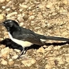 Rhipidura leucophrys (Willie Wagtail) at Molonglo Valley, ACT - 17 Mar 2023 by lbradley