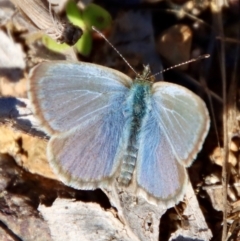 Zizina otis (Common Grass-Blue) at Deakin, ACT - 14 May 2023 by LisaH