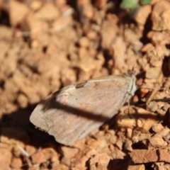 Heteronympha merope (Common Brown) at Deakin, ACT - 14 May 2023 by LisaH