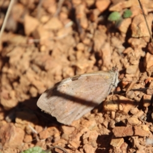 Heteronympha merope at Deakin, ACT - 14 May 2023 03:01 PM