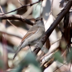 Pachycephala pectoralis (Golden Whistler) at Red Hill Nature Reserve - 14 May 2023 by LisaH