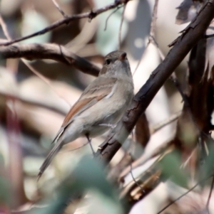 Pachycephala pectoralis at Deakin, ACT - 14 May 2023