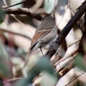 Pachycephala pectoralis at Deakin, ACT - 14 May 2023