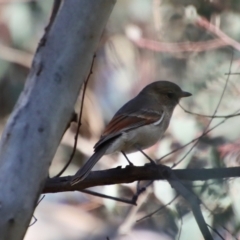 Pachycephala pectoralis at Deakin, ACT - 14 May 2023