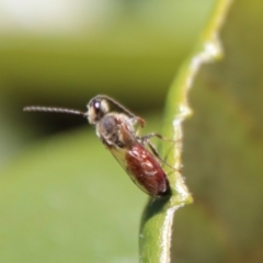 Lasioglossum (Parasphecodes) sp. (genus & subgenus) (Halictid bee) at Hughes Grassy Woodland - 14 May 2023 by LisaH