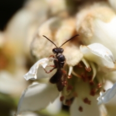 Unidentified Bee (Hymenoptera, Apiformes) at Hughes Grassy Woodland - 14 May 2023 by LisaH