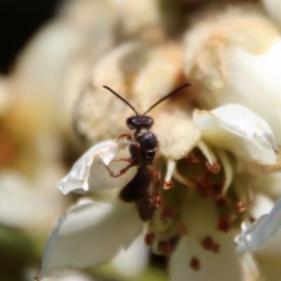 Lasioglossum (Chilalictus) bicingulatum (Halictid Bee) at Hughes, ACT - 14 May 2023 by LisaH