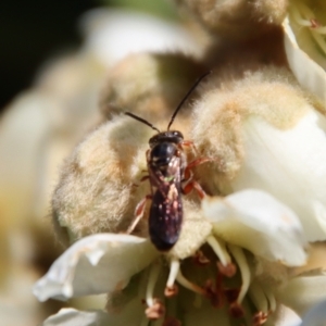 Lasioglossum (Chilalictus) bicingulatum at Hughes Grassy Woodland - 14 May 2023