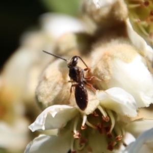 Lasioglossum (Chilalictus) bicingulatum at Hughes Grassy Woodland - 14 May 2023