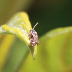 Euryglossa adelaidae (A native bee) at Hughes Grassy Woodland - 13 May 2023 by LisaH