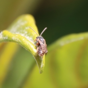 Euryglossa adelaidae at Hughes, ACT - suppressed