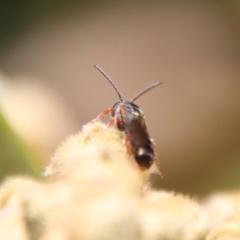 Euryglossa adelaidae at Hughes, ACT - suppressed