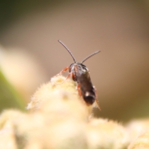 Euryglossa adelaidae at Hughes, ACT - 13 May 2023