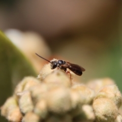 Euryglossa adelaidae at Hughes, ACT - suppressed