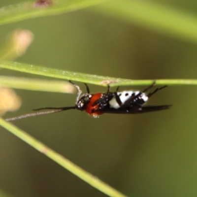 Braconidae (family) (Unidentified braconid wasp) at Hughes Grassy Woodland - 13 May 2023 by LisaH