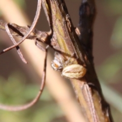 Opisthoncus abnormis (Long-legged Jumper) at Red Hill to Yarralumla Creek - 13 May 2023 by LisaH