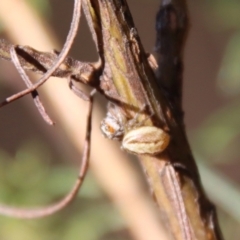 Opisthoncus abnormis (Long-legged Jumper) at Hughes Grassy Woodland - 13 May 2023 by LisaH