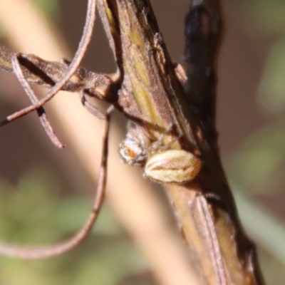 Opisthoncus abnormis (Long-legged Jumper) at Hughes Grassy Woodland - 13 May 2023 by LisaH