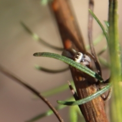 Opisthoncus abnormis at Hughes, ACT - 13 May 2023