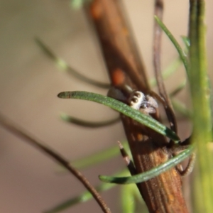 Opisthoncus abnormis at Hughes, ACT - 13 May 2023 03:27 PM