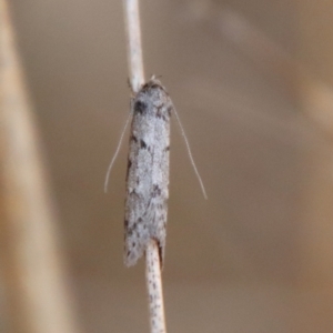 Philobota pedetis at Hughes, ACT - 13 May 2023 04:02 PM