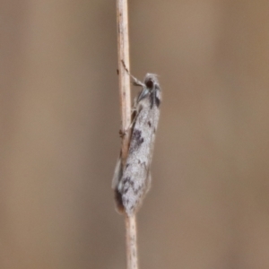 Philobota pedetis at Hughes, ACT - 13 May 2023 04:02 PM