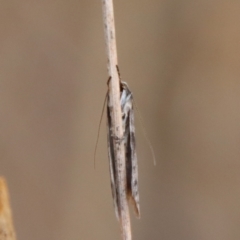 Philobota pedetis at Hughes, ACT - 13 May 2023 04:02 PM