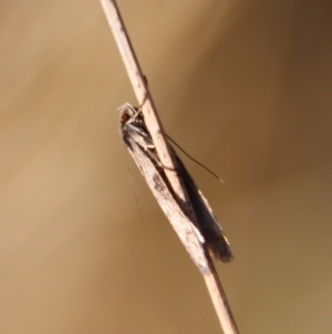 Philobota pedetis at Hughes, ACT - 13 May 2023