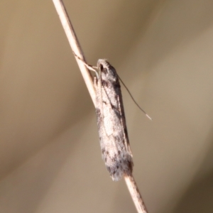 Philobota pedetis at Hughes, ACT - 13 May 2023